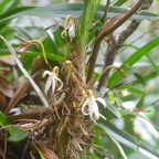 Jumellea triquetra Orchidaceae Endémique La Réunion 720.jpeg